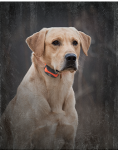 SPORTDOG SPORT TRAINER 875 2