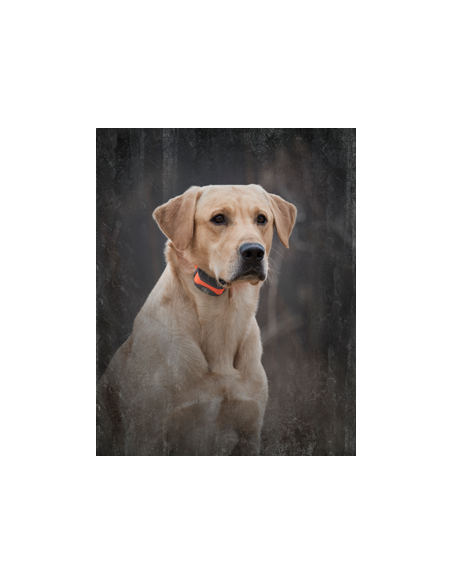 SPORTDOG SPORT TRAINER 875