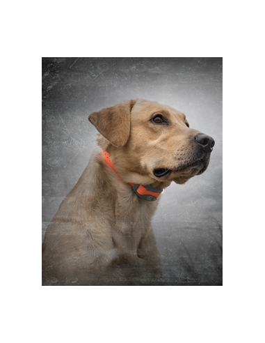 SPORTDOG SPORT TRAINER 875