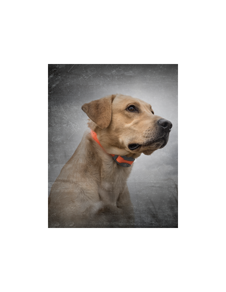 SPORTDOG SPORT TRAINER 875