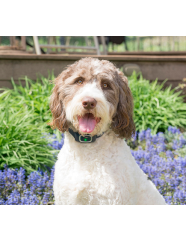 PETSAFE ANTIABBAIO AUTOMATICO