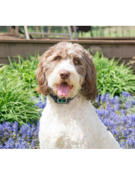 PETSAFE ANTIABBAIO AUTOMATICO