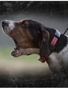 SPORTDOG TEK 2.0 KIT 2