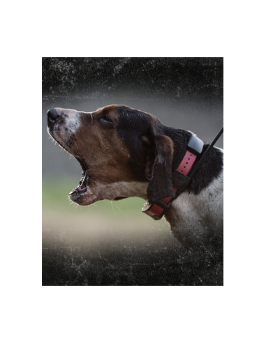 SPORTDOG TEK 2.0 KIT