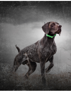 SPORTDOG TEK 1.5 KIT 2