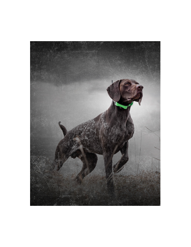 SPORTDOG TEK 1.5 KIT