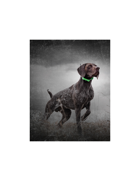 SPORTDOG TEK 1.5 KIT