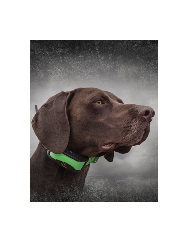 SPORTDOG TEK 1.5 KIT