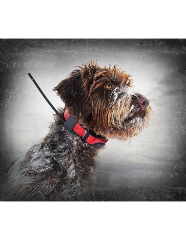 SPORTDOG COLLARE GPS TEK 1.0   1.5   2.0