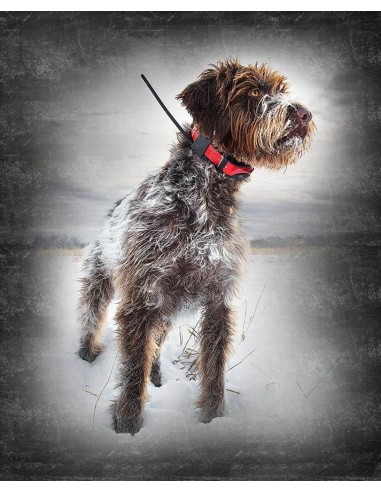 SPORTDOG COLLARE GPS TEK 1.0   1.5   2.0