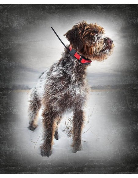 SPORTDOG COLLARE GPS TEK 1.0   1.5   2.0